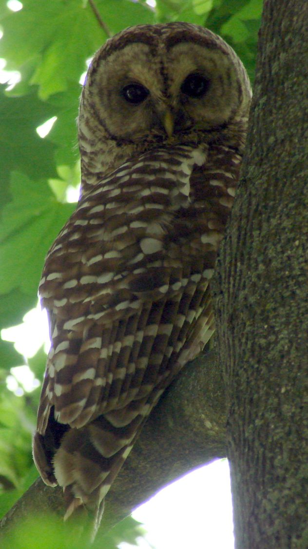 Barred Owl - daytime