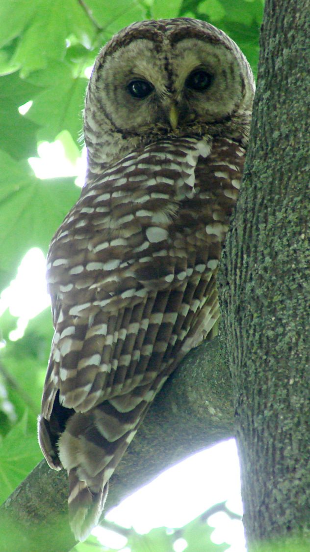 Barred Owl - daytime - 1 EV