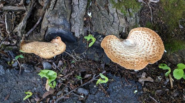 Fungus - top view