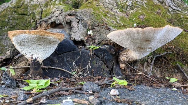 Fungus - side view