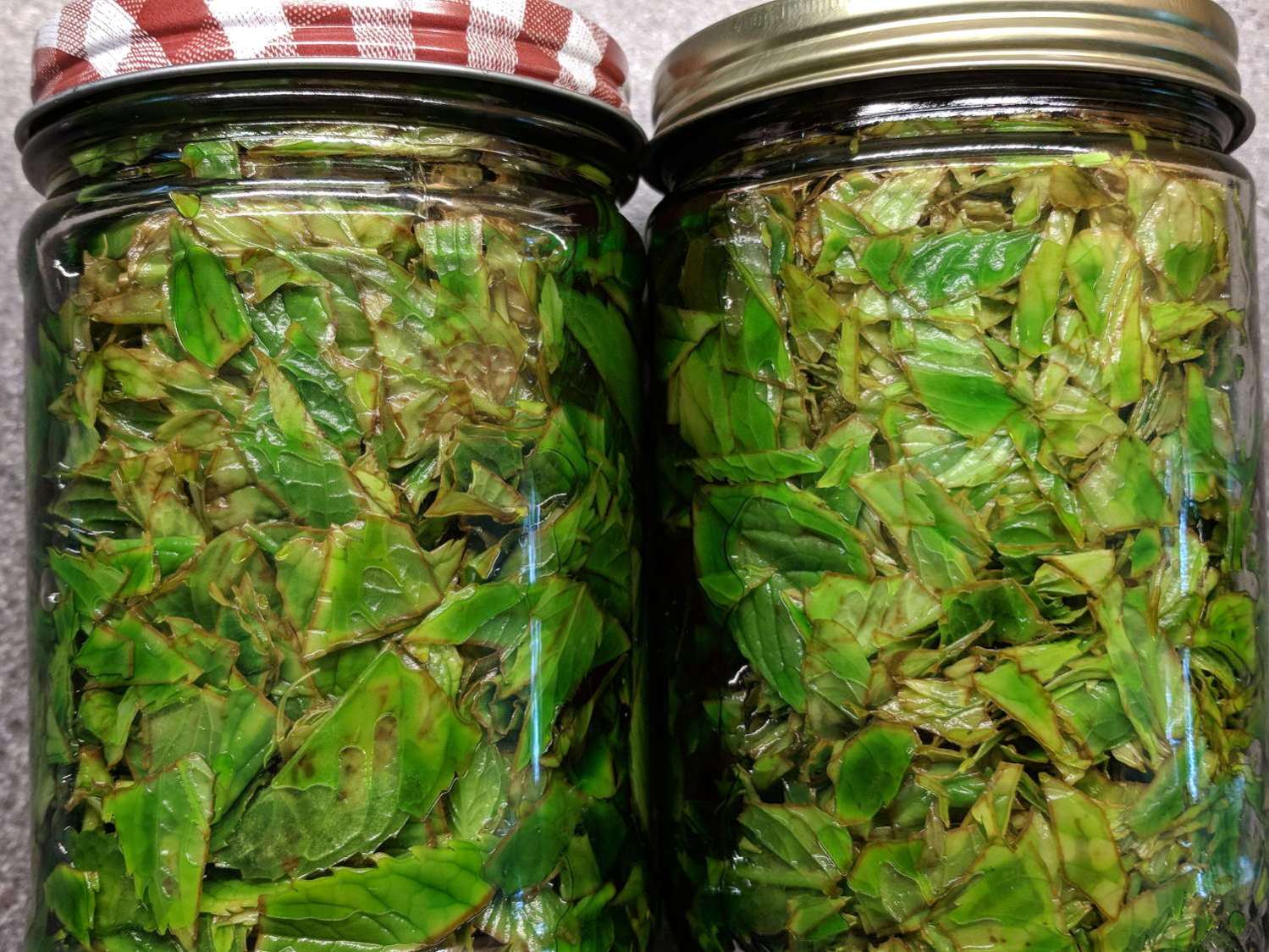 Mint Extract - browning leaves - 2018-05-30