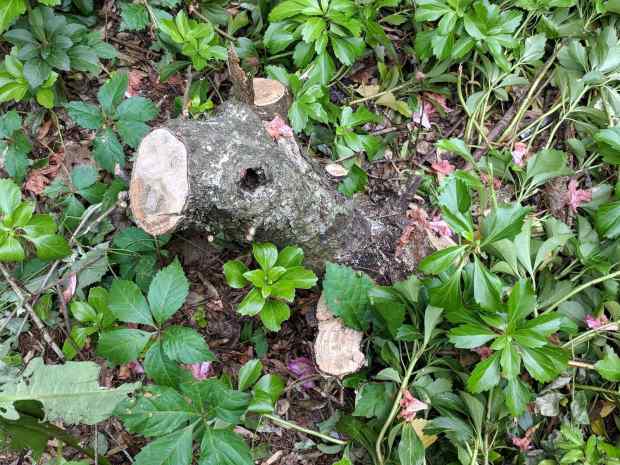 Mother of All Holly Bush Stumps