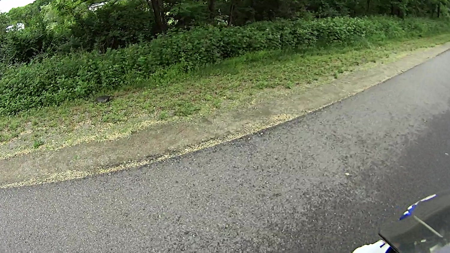 Rail Trail Turtle - 2018-06-04