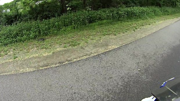 Rail Trail Turtle - 2018-06-04