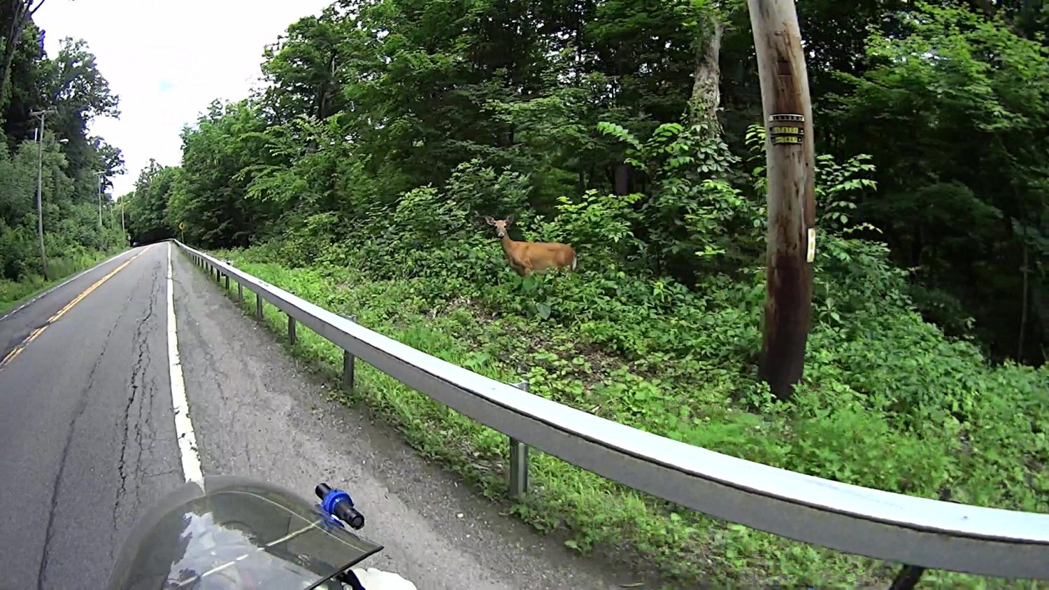 Roadside Deer - Rt 376 Marker 1111 - 2018-06-20