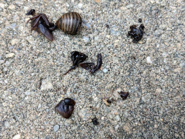 Dismantled Bee