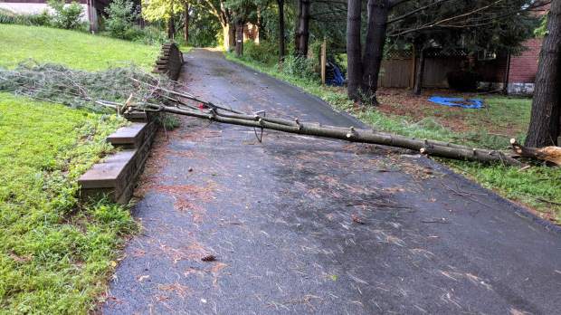 Driveway branch - trimmed