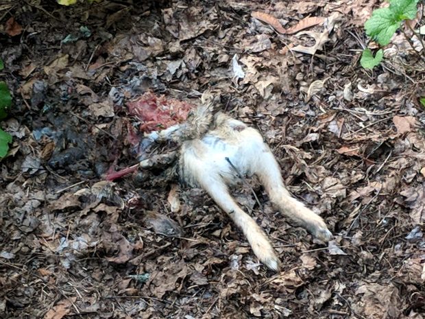 Dismantled Garden Bunny