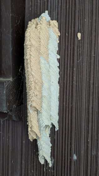 Organ Pipe Mud Dauber Wasp Nest - side view