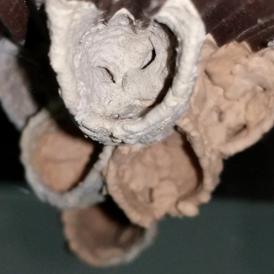 Organ Pipe Mud Dauber Wasp Nest - bottom view A