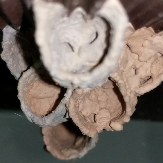 Organ Pipe Mud Dauber Wasp Nest - bottom view B