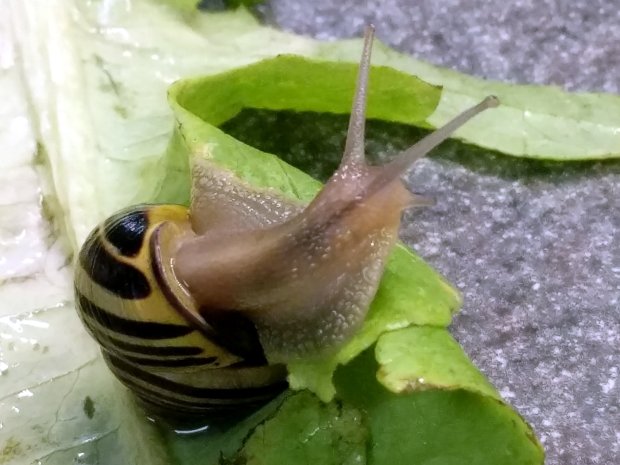 Snail - looking right