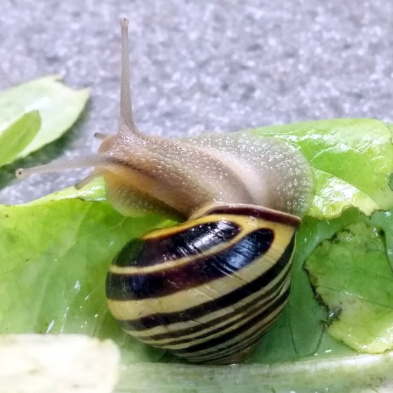 Snail - looking left