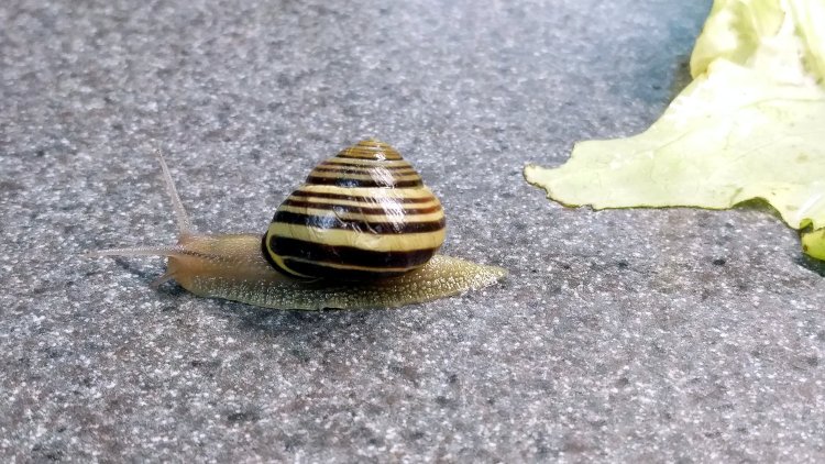 Snail - escaping