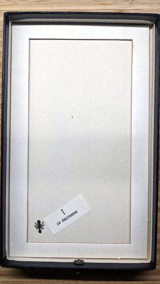 OED Magnifier drawer - plastic ant