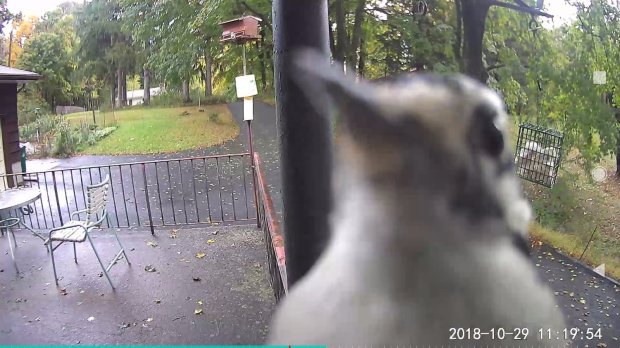 Screenshot_20181029-112307 - Downy Woodpecker at the Pan
