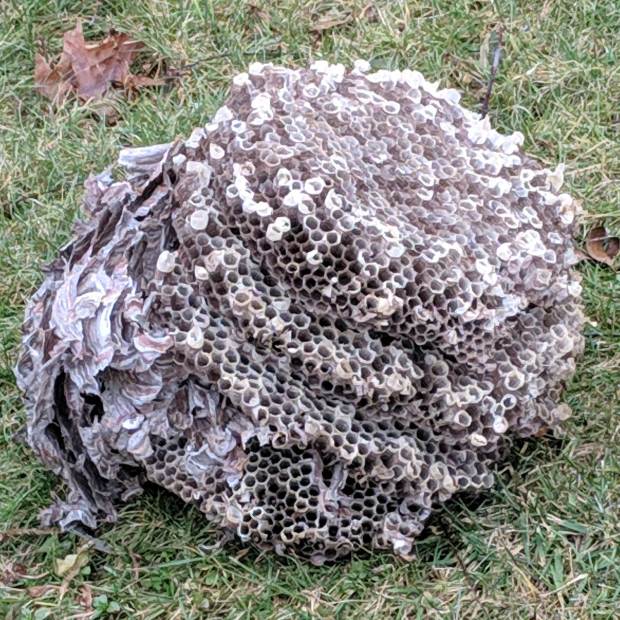 Paper Wasp  Nest - side view