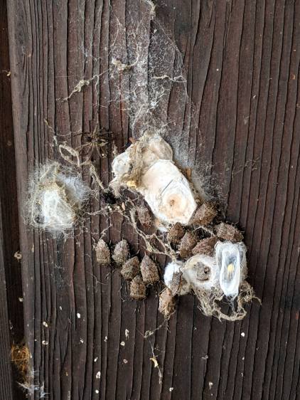 Marmorated Stink Bugs and Spiders