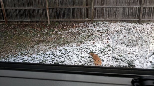 Red Fox visitation - 2018-12-24