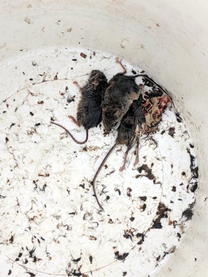 Three Dead Mice