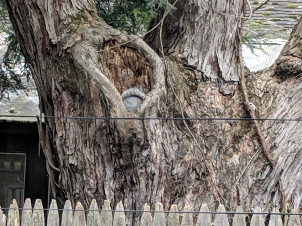 Squirrel in rotten branch hole - 1