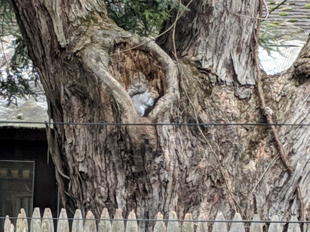 Squirrel in rotten branch hole - 2