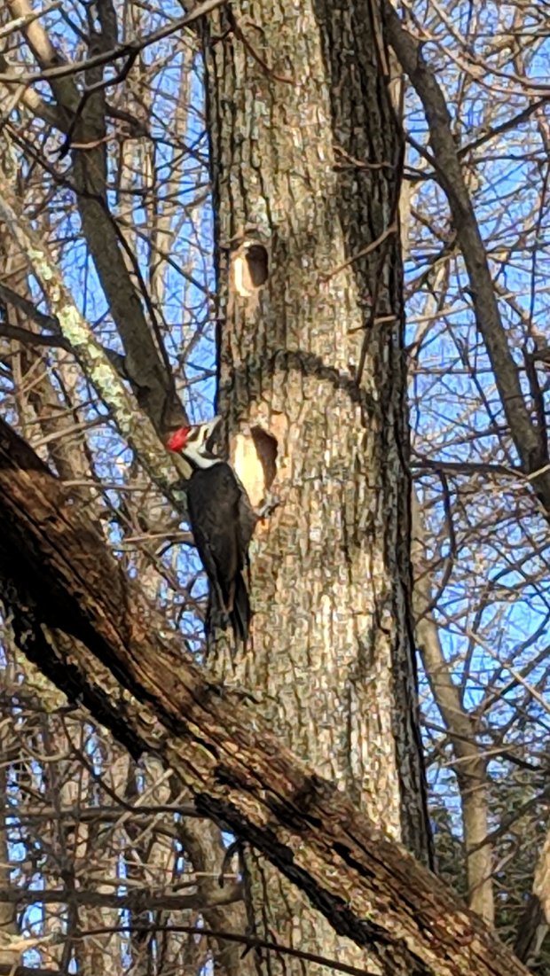 Pileated woodpecker