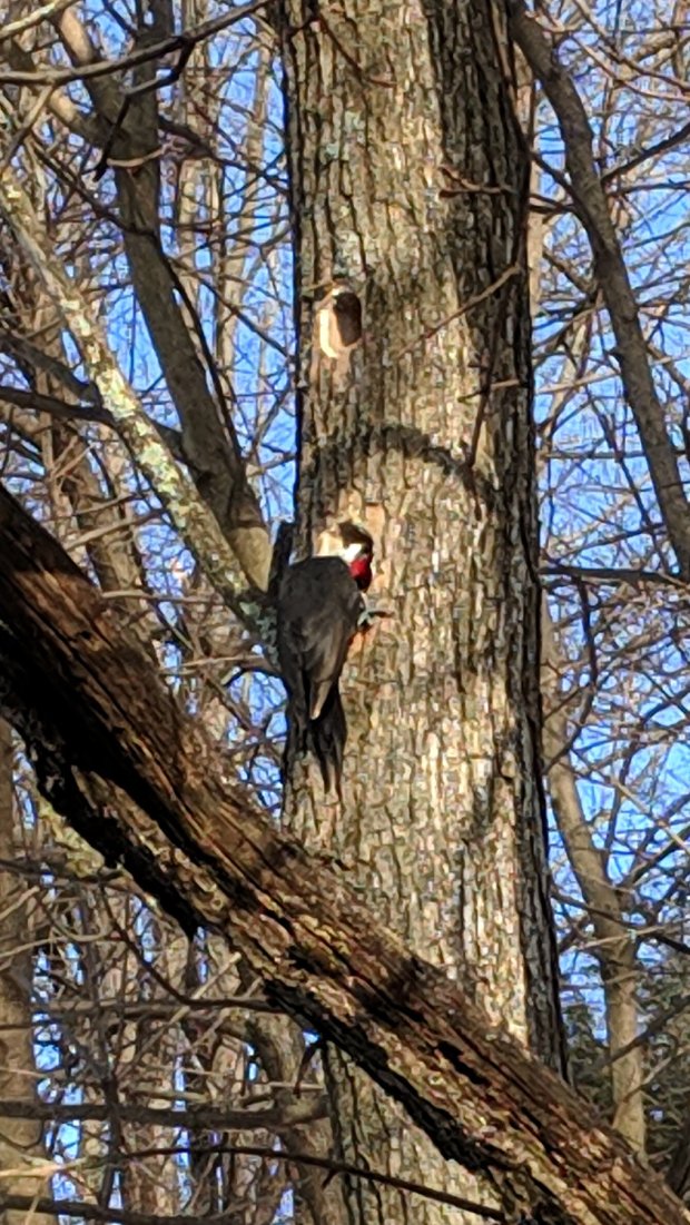 Pileated woodpecker - exploring hole
