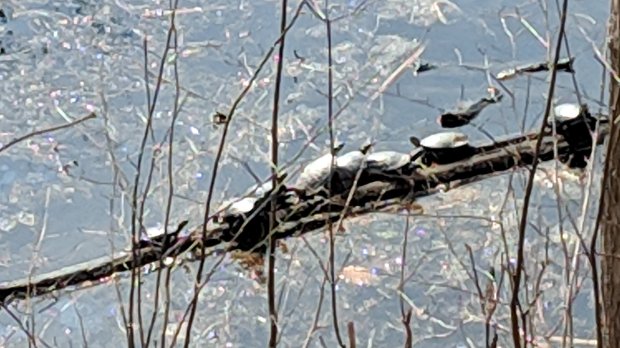 Turtles snuggling - Lake Walton - 2019-03-14