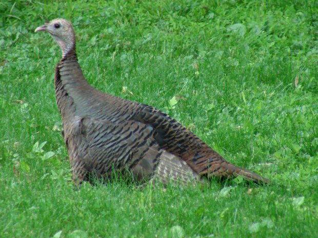 Turkey hen with chicks - alert