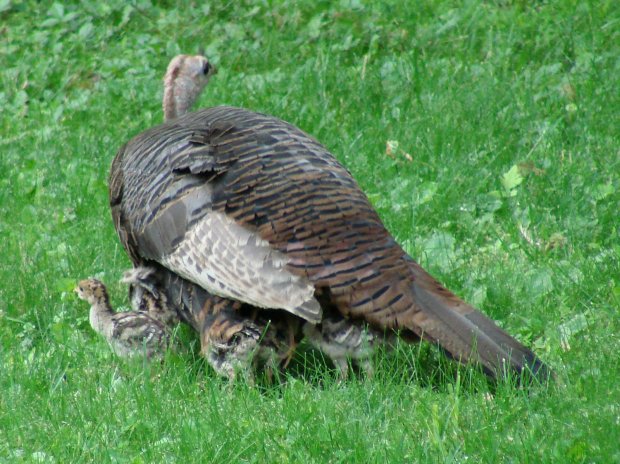 Turkey hen with chicks - emerging