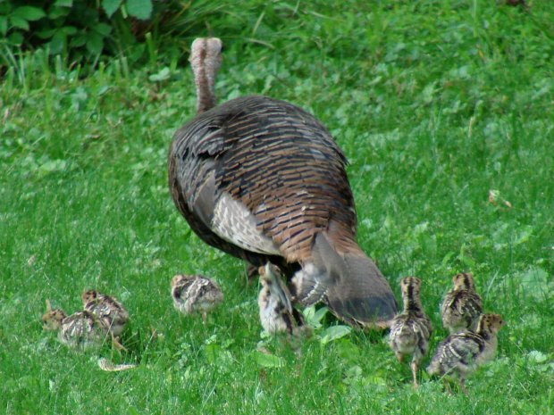 Turkey hen with chicks - dispersing