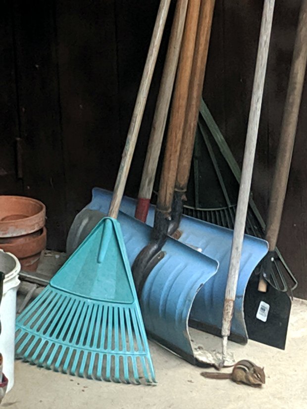 Chipmunk near patio shelter