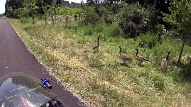 HVRT New Paltz - Canada geese - Westbound - 2019-07-16