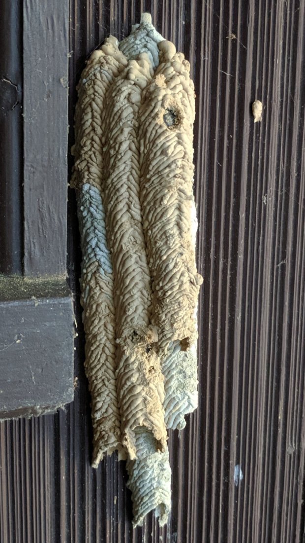 IMG_20190703_184647 - Organ Pipe Mud Dauber Nest - left