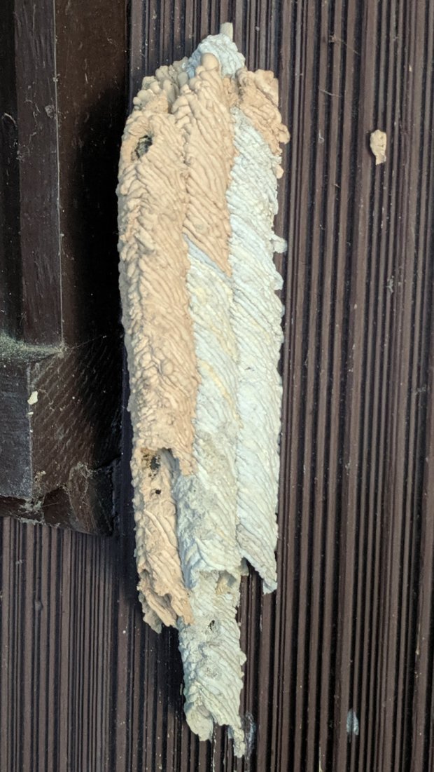 IMG_20190703_184657 - Organ Pipe Mud Dauber Nest - right