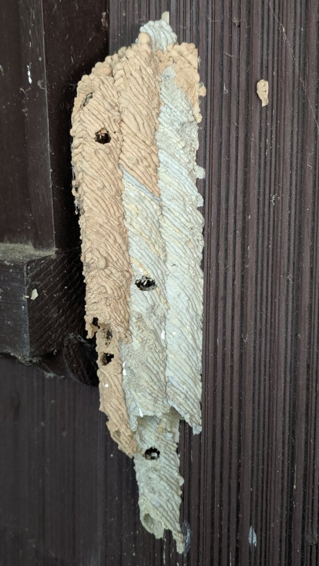 IMG_20190709_172632 - Organ Pipe Mud Dauber Nest - right