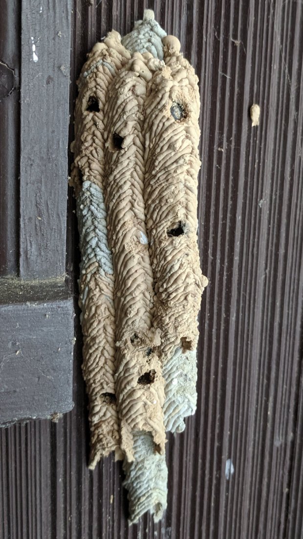 IMG_20190712_181625 - Organ Pipe Mud Dauber Nest - left