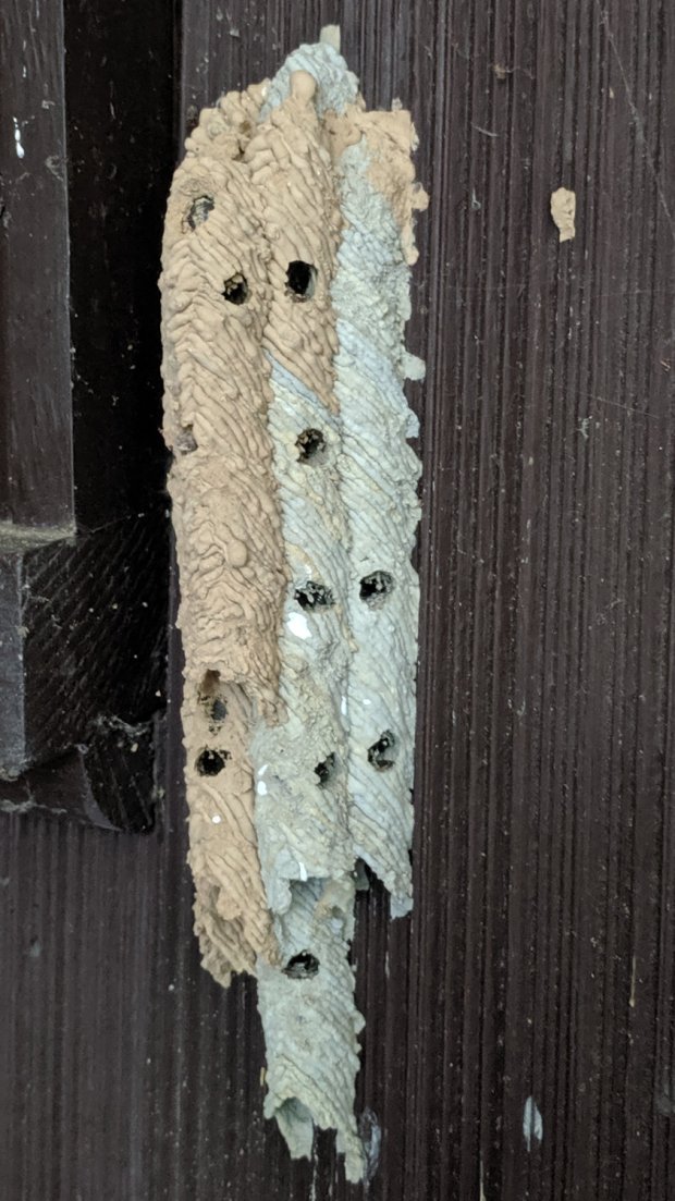IMG_20190717_172908 - Organ Pipe Mud Dauber Nest - right