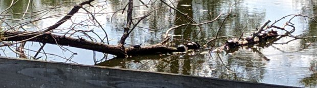 Tree full of turtles - detail