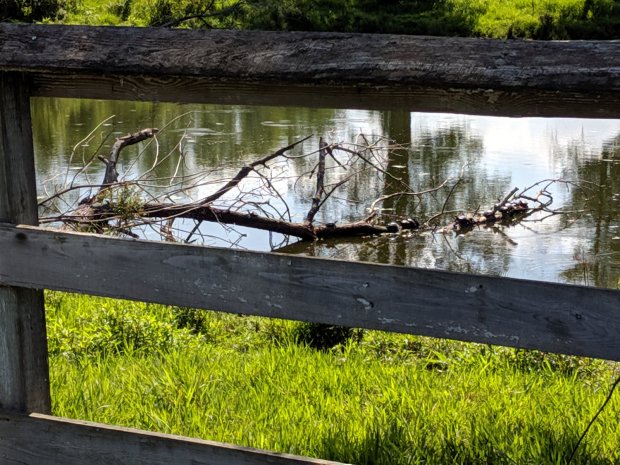 Tree full of turtles