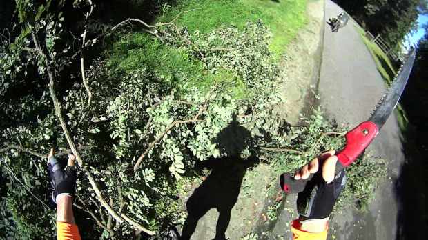 DCRT Fallen Tree - 2 - 2019-08-29