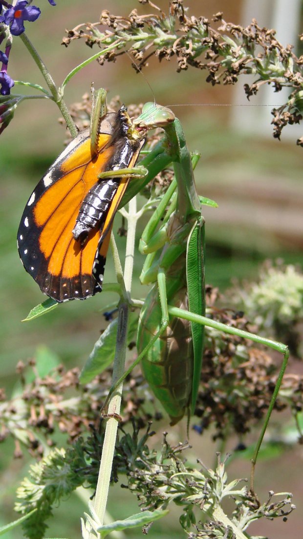 Praying Mantis vs Monarch - 2019-09-11