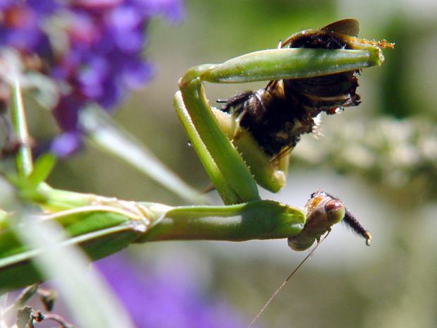 Mantis vs Bumblebee - disassembly