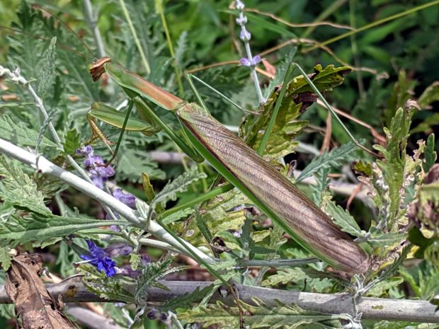 Praying Mantis - brown wing covers - on bush