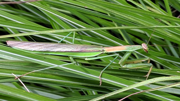 Praying Mantis - brown wing covers - in grass