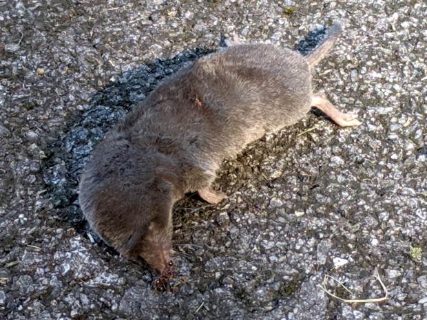 Vole - dead on driveway