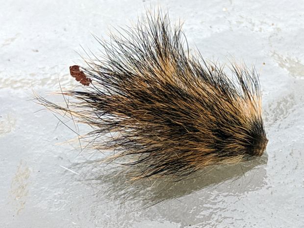 Chipmunk - tail segment - side