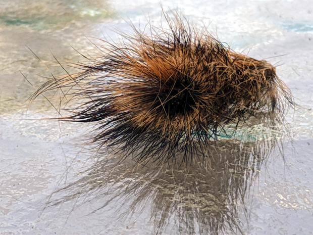 Chipmunk - tail segment - end