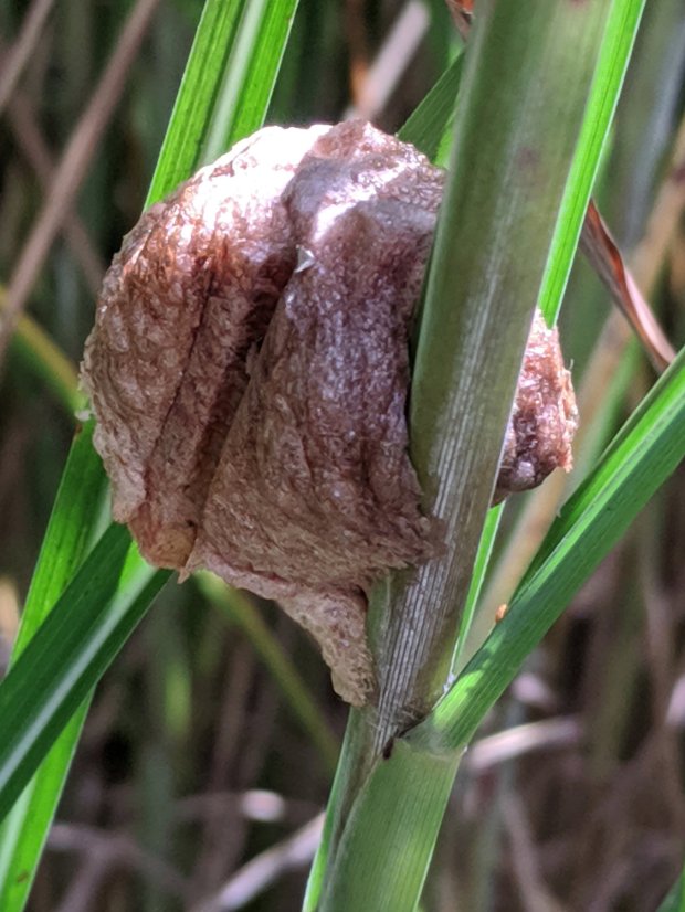 Praying Mantis egg mass A